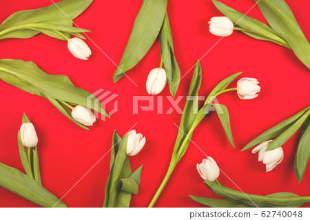 Fresh white spring tulips on red. Fresh white spring tulips on red. 62740048