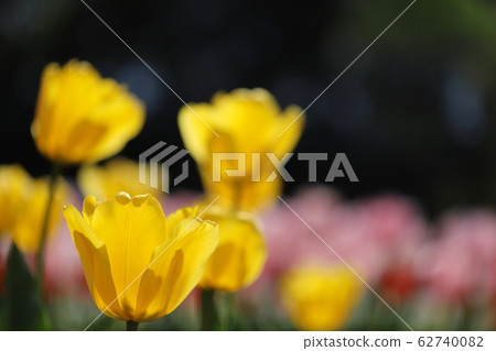 Akebono山農業公園鬱金香 62740082