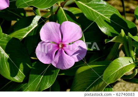 淺紫色長春花盛開在三鷹中原 62740083
