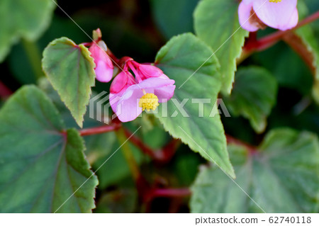 在三鷹中原盛開的粉紅色秋海棠花 在三鷹中原盛開的粉紅色秋海棠花 62740118