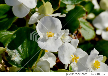 White Begonia Flower Blooming in Mitaka Nakahara White Begonia Flower Blooming in Mitaka Nakahara 62740137