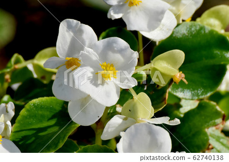 White Begonia Flower Blooming in Mitaka Nakahara 62740138