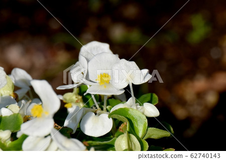 開花在三鷹中原的白色秋海棠花 開花在三鷹中原的白色秋海棠花 62740143