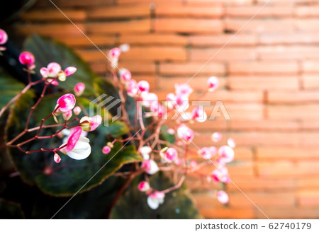 Small pink flower and the red brick floor 62740179