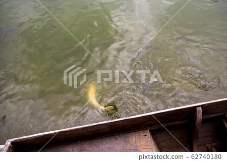 Surface movement of water by swimming fish Surface movement of water by swimming fish 62740180