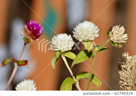 在三鷹中原盛開的白色Sennichiko(Shinichi紅色)花 在三鷹中原盛開的白色Sennichiko(Shinichi紅色)花 62740324