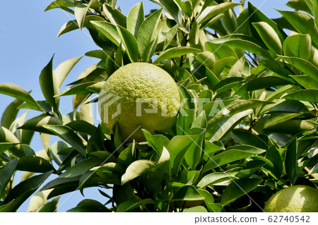 未得到的柚子的成熟果實成為三鷹中原 62740542