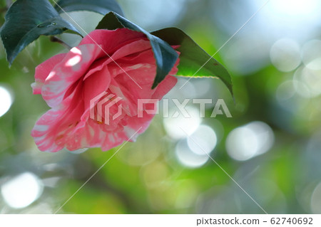 It blooms durably in the severe winter It blooms durably in the severe winter 62740692