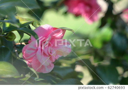 It blooms durably in the severe winter It blooms durably in the severe winter 62740693
