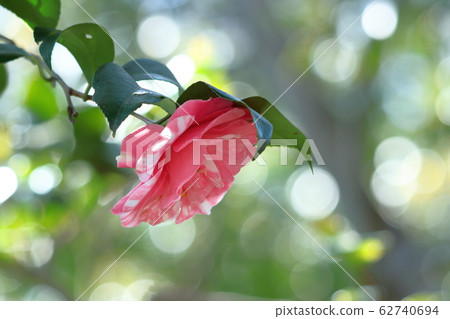 It blooms durably in the severe winter It blooms durably in the severe winter 62740694