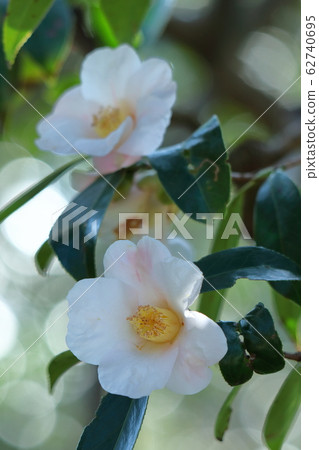 It blooms durably in the severe winter It blooms durably in the severe winter 62740695