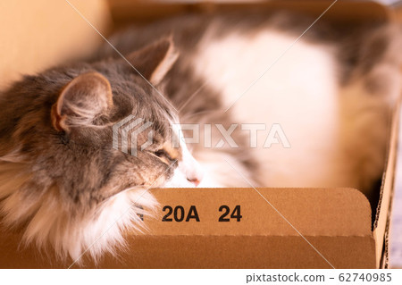 Cat relaxing in cardboard [Norwegian Forest Cat] 62740985