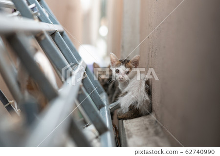 Dirty homeless kitten Dirty homeless kitten 62740990