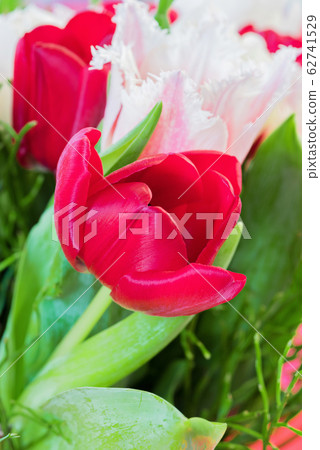 Shot of beautiful macro tulip flowers Shot of beautiful macro tulip flowers 62741529
