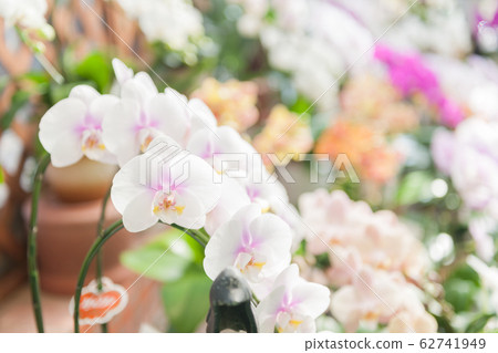 Phalaenopsis orchid Phalaenopsis orchid 62741949