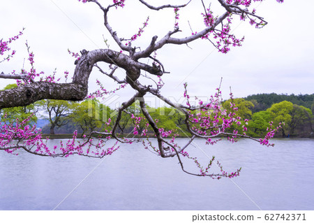 慶北市慶山市Bongokji 慶北市慶山市Bongokji 62742371