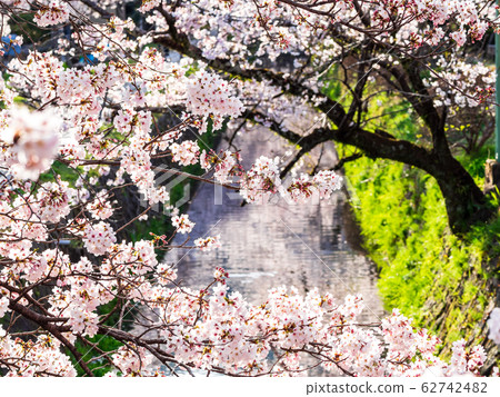 Kyoto's path of philosophy in spring 62742482
