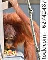 Orangutan eating 62742487
