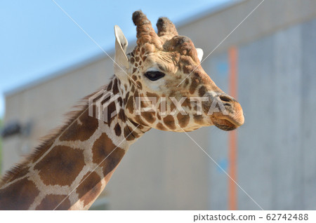 Giraffe face up 62742488