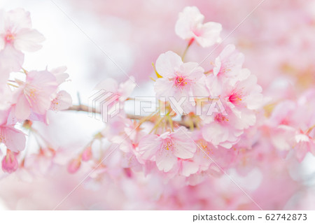 Early spring background Early spring background 62742873
