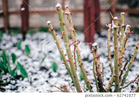 roses sprout from the ground through white snow in roses sprout from the ground through white snow in 62742877
