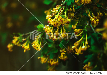 autumn bush with small yellow flowers in the form 62742920