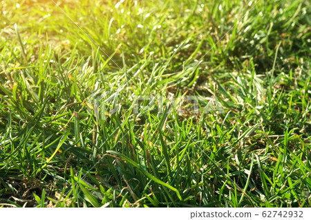green background of fresh spring grass. Uncut lawn green background of fresh spring grass. Uncut lawn 62742932