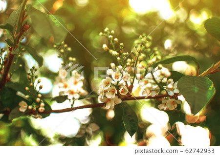 close-up beautiful flowering branches of bird close-up beautiful flowering branches of bird 62742933