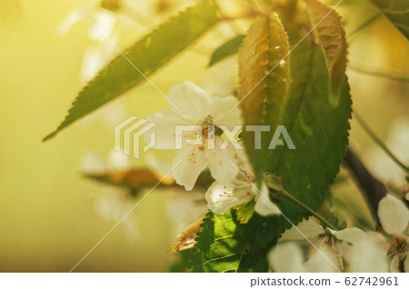Abstract spring seasonal background of blooming 62742961