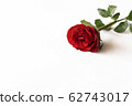 Beautiful red rose isolated on white background. 62743017
