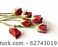 Beautiful red rose isolated on white background. 62743019