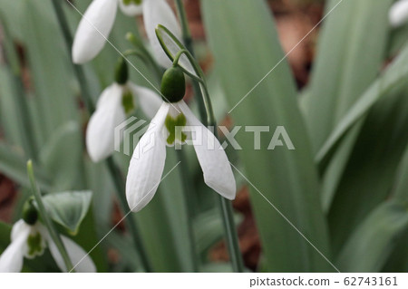 Snowdrop flower with cross Snowdrop flower with cross 62743161