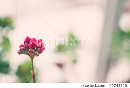 Bright pink autumn floral heads of succulent sedum or Hylotelephium spectabile, an ice plant or stonecrop, in a clay pot on a windowsill. Template for design. 62743226