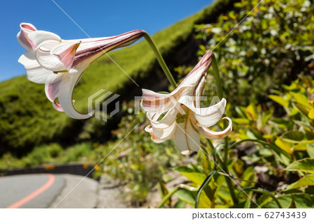 Taiwan Lily living at Hehuan Mountain 62743439