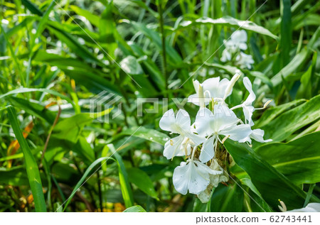 nature landscape of white butterfly ginger 62743441