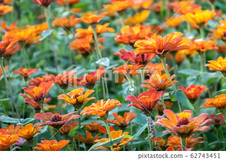 colorful cosmos flowers farm colorful cosmos flowers farm 62743451
