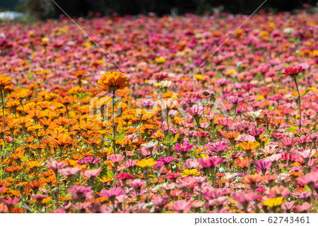 colorful cosmos flowers farm colorful cosmos flowers farm 62743461