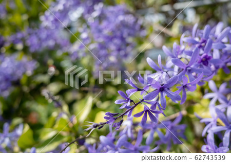purple sandpaper vine flowers purple sandpaper vine flowers 62743539