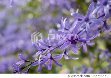 purple sandpaper vine flowers 62743540
