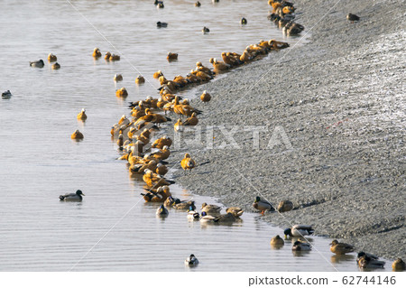 Siheung Tidal-Ecological Park, Siheung City, Gyeonggi-do Siheung Tidal-Ecological Park, Siheung City, Gyeonggi-do 62744146