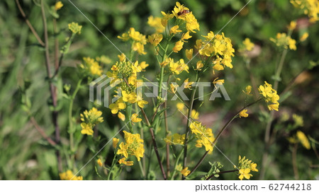 Rape blossoms Rape blossoms 62744218
