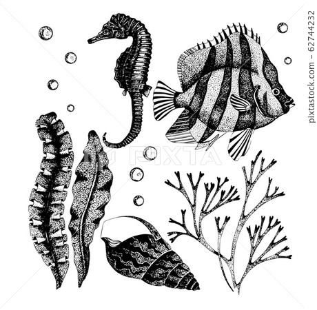 Vector collection of sea life creatures. Vector collection of sea life creatures. 62744232