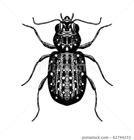 Hand drawn sketch of beetle Hand drawn sketch of beetle 62744233