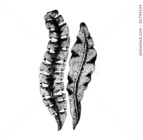 Hand drawn vector illustration of seaweed. 62744234