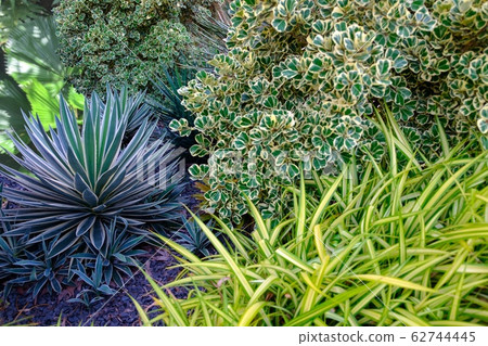 Texture of tropical garden decorative plants 62744445