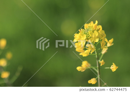 強姦開花 62744475