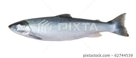 Fresh arctic char fish isolated on white 62744539