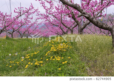 Dohwa, Qingdao, Gyeongbuk 62744905