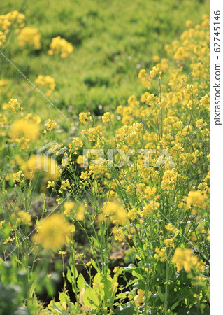 Rape blossoms 62745146