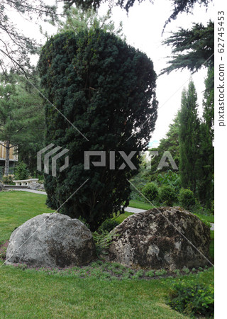 Rectangular bush and two large stones at the botto 62745453